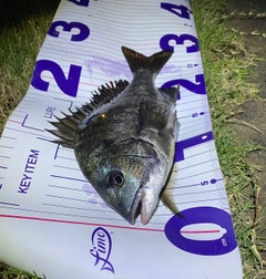 クロダイの釣果