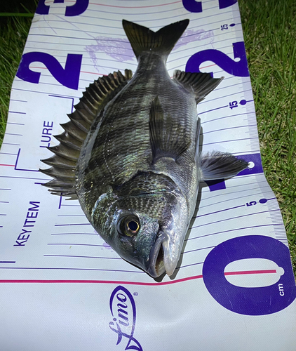 クロダイの釣果