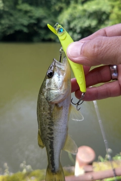 ラージマウスバスの釣果