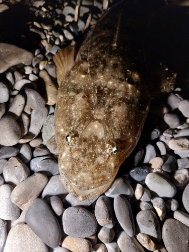 マゴチの釣果