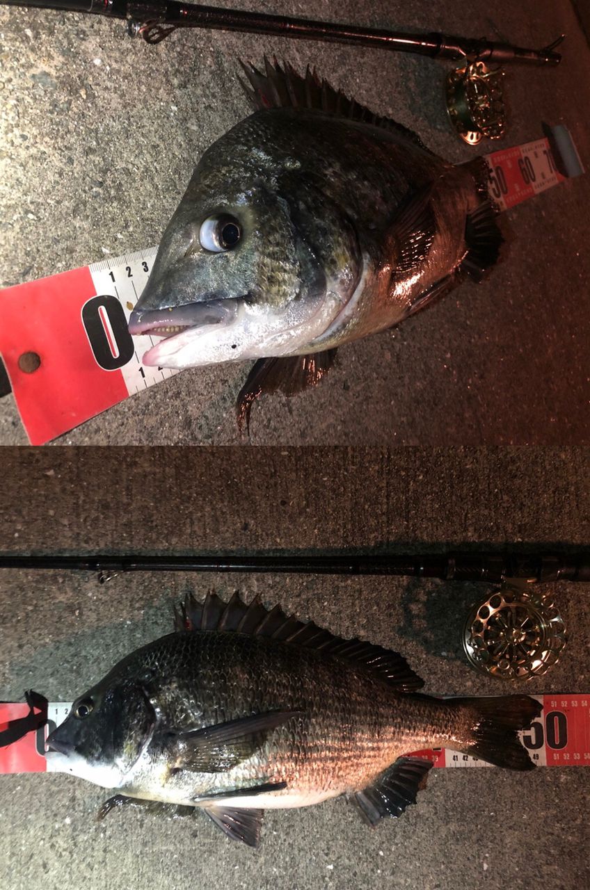 チヌ