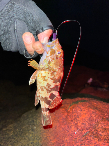 カサゴの釣果