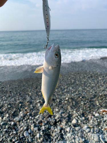 ワカシの釣果