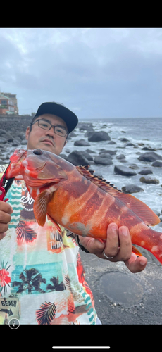 アカハタの釣果