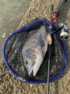 チヌの釣果