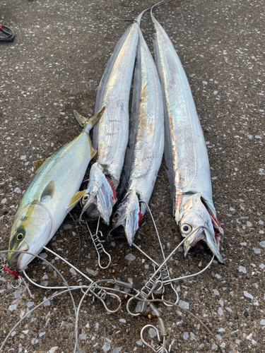 タチウオの釣果