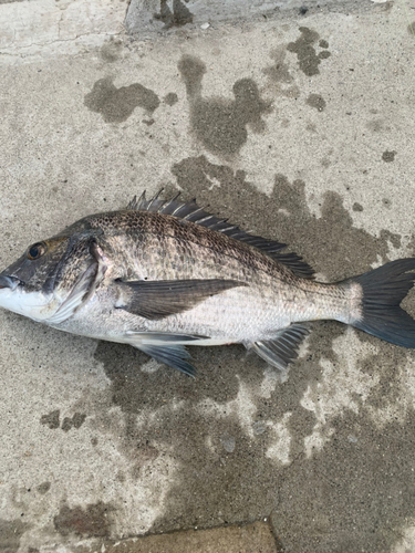 チヌの釣果