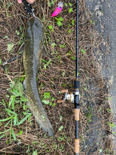 ナマズの釣果