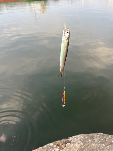 イワシの釣果