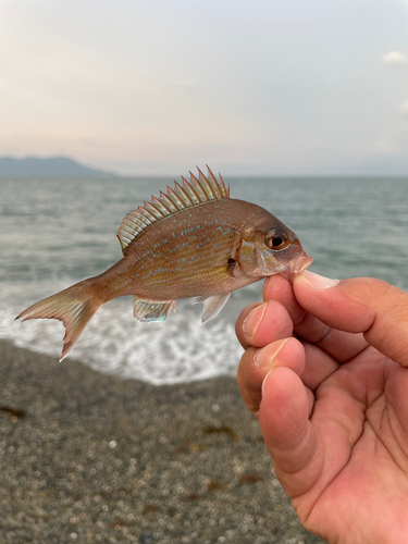 チャリコの釣果