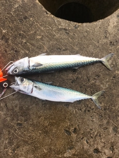 サバの釣果