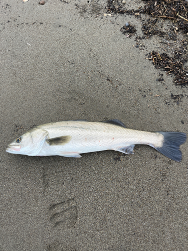 スズキの釣果