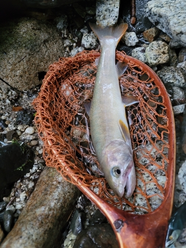 イワナの釣果