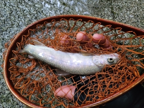 イワナの釣果