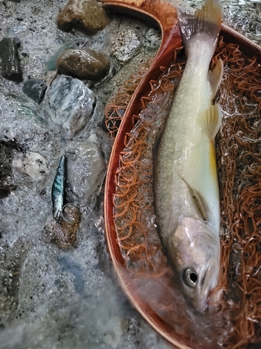 イワナの釣果