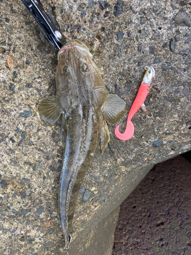 マゴチの釣果