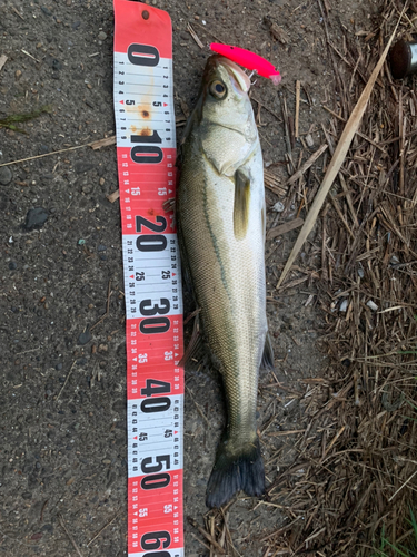 セイゴ（マルスズキ）の釣果