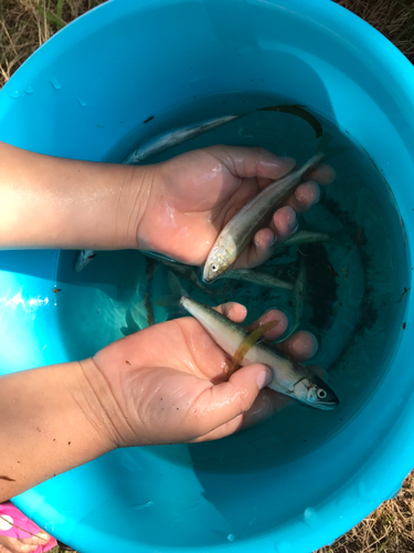 コアユの釣果