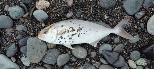 ショゴの釣果