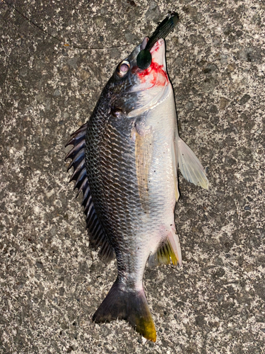 キチヌの釣果