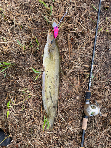 ナマズの釣果