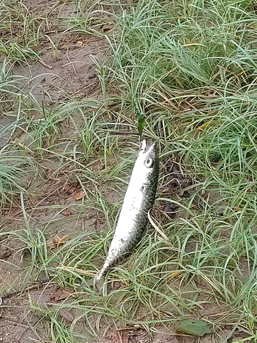 サバの釣果