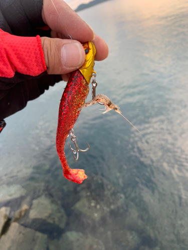 フグの釣果