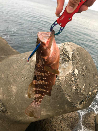 アコウの釣果