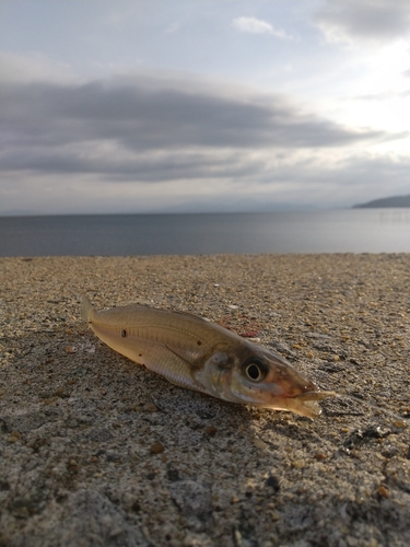 キスの釣果