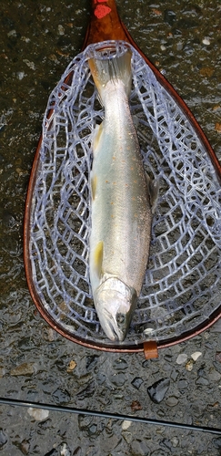 サツキマスの釣果