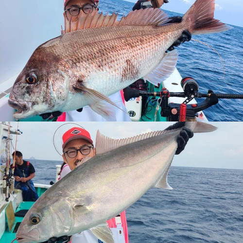 カンパチの釣果