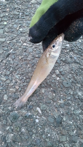 キスの釣果