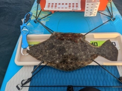 ヒラメの釣果