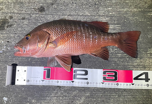 ゴマフエダイの釣果