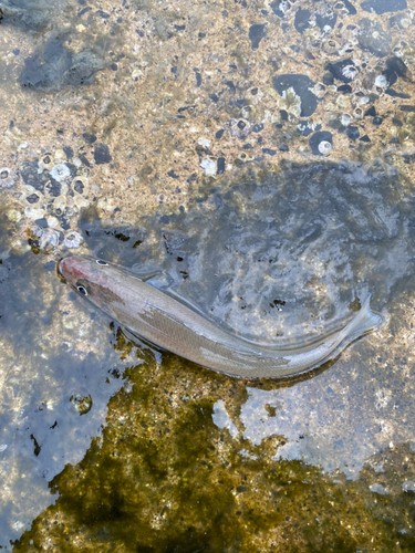 キスの釣果