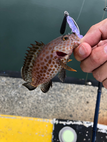 オオモンハタの釣果