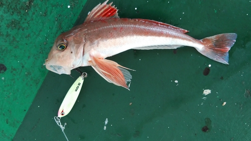 サバの釣果