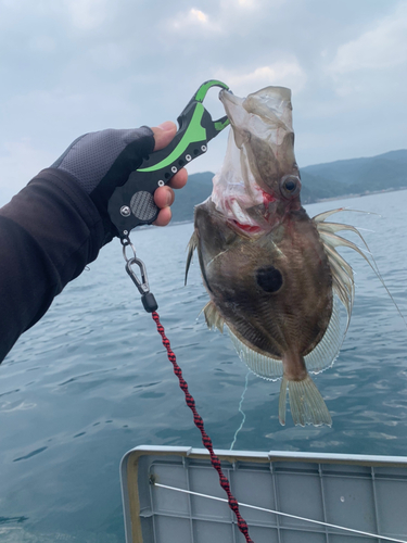 マトウダイの釣果