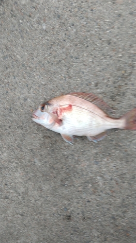 タイの釣果