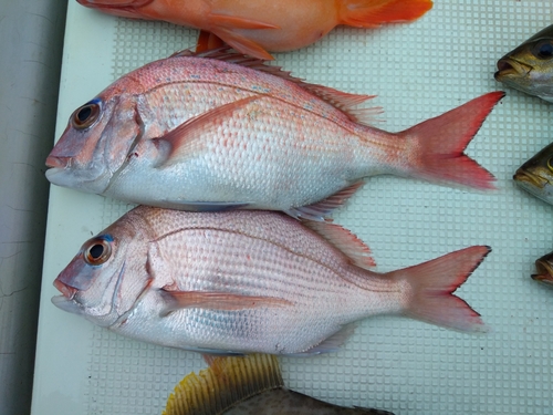 マダイの釣果