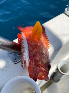 ニジハタの釣果