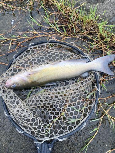 ナマズの釣果