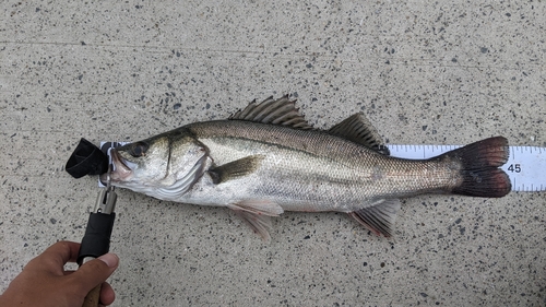 フッコ（ヒラスズキ）の釣果