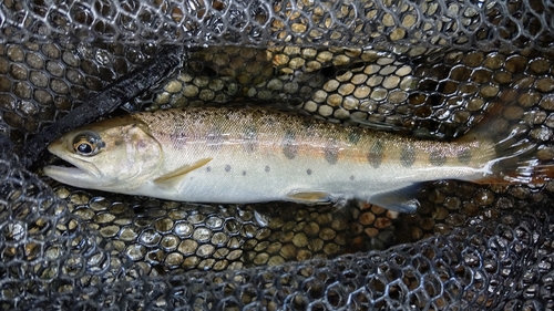 ヤマメの釣果