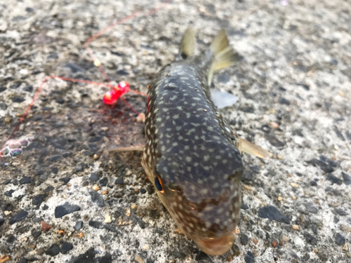 コモンフグの釣果