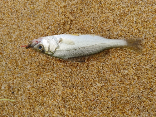 キスの釣果