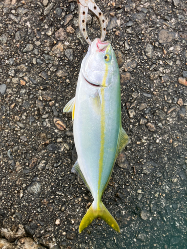 ツバイソの釣果