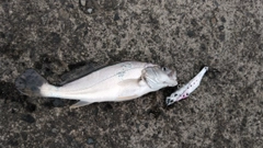 ニベの釣果