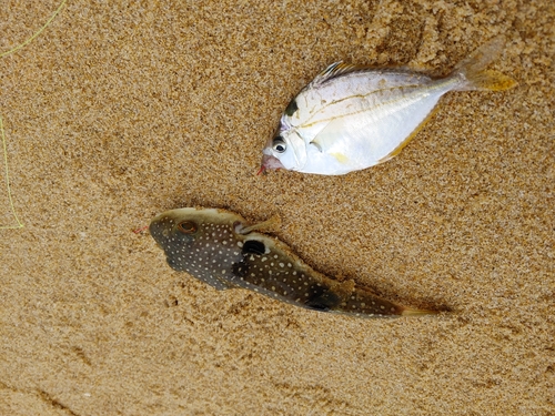 クサフグの釣果