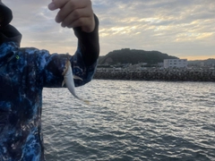 キスの釣果